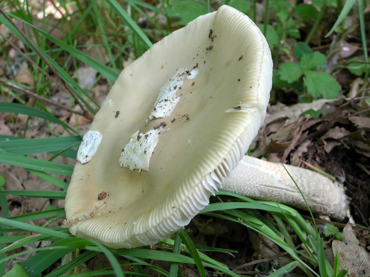 Ritrovamenti dalla Valnerina